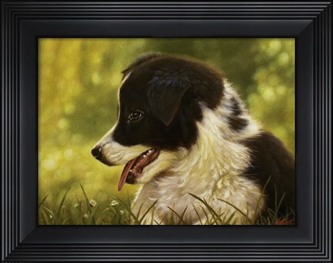 Framed Border Collie Pup 2 Print