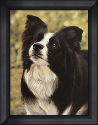 Framed Border Collie 2 Print