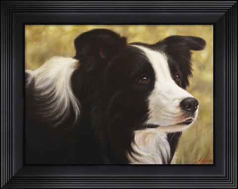 Framed Border Collie 3 Print