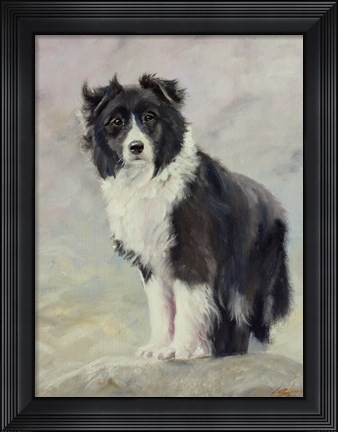 Framed Border Collie 4 Print