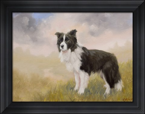Framed Border Collie 5 Print