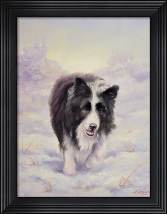 Framed Border Collie 6 Print