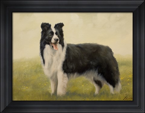 Framed Border Collie 7 Print