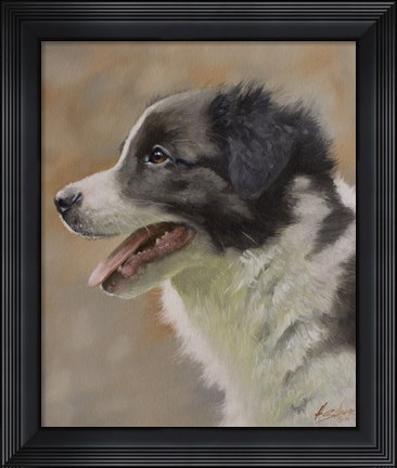 Framed Border Collie 9 Print