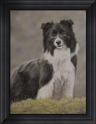 Framed Border Collie 10 Print
