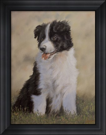 Framed Border Collie 12 Print