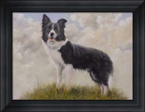 Framed Border Collie 13 Print