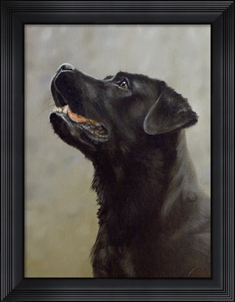 Framed Black Lab 18 Print