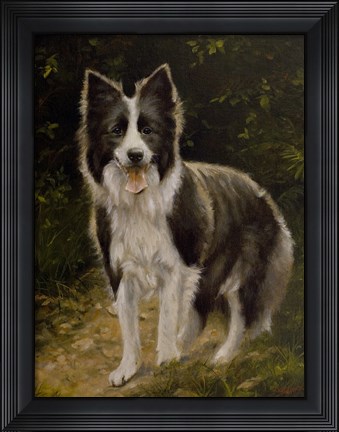 Framed Border Collie 14 Print