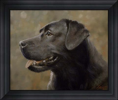 Framed Black Lab 19 Print