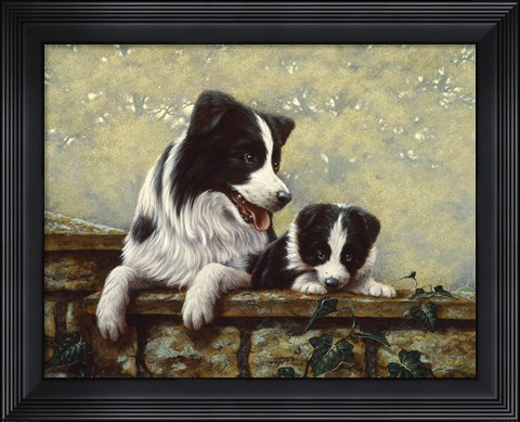Framed Border Collie 15 Print