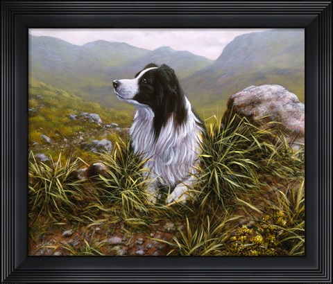 Framed Border Collie 16 Print