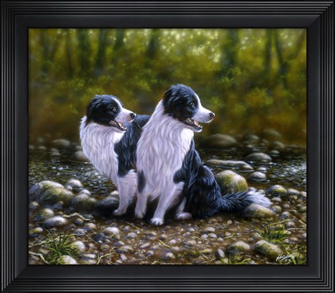 Framed Border Collie 17 Print