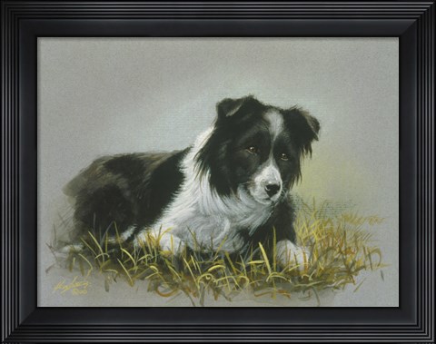 Framed Border Collie 18 Print