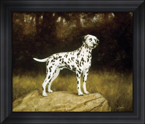 Framed Dalmatian 2 Print