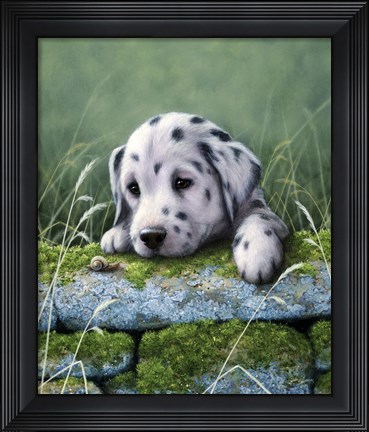 Framed Dalmatian Pup Print