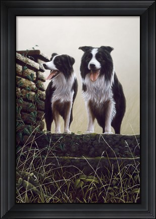 Framed Border Collie 19 Print