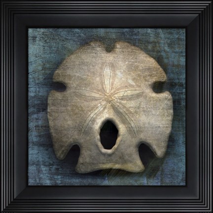 Framed Arrowhead Sand Dollar Print