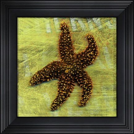 Framed Brown Starfish Print