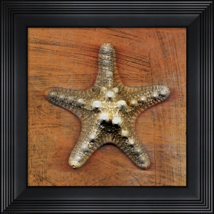 Framed Armored Starfish Print