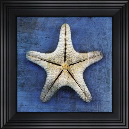Framed Armored Starfish Underside Print