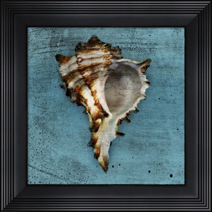 Framed Horned Whelk Print
