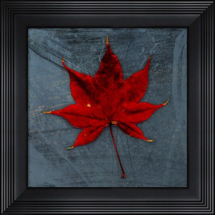 Framed Japanese Maple Print