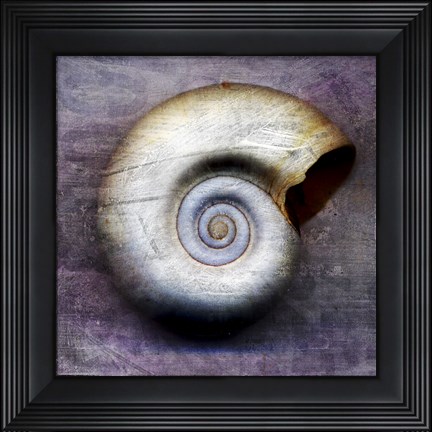Framed Moon Snail Print