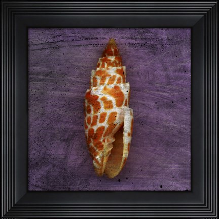 Framed Orange Shell Print