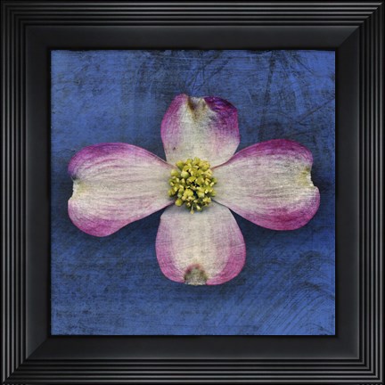 Framed Pink Dogwood Print