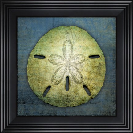 Framed Sand Dollar Print