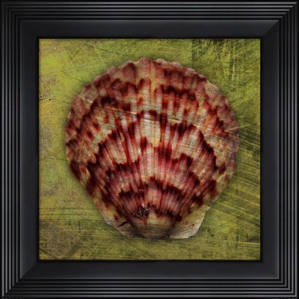 Framed Scallop Print