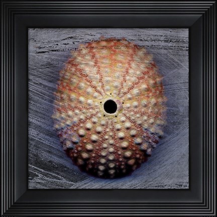 Framed Sea Urchin 1 Print
