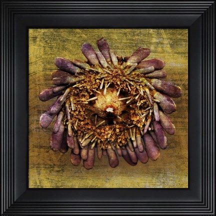 Framed Sea Urchin 2 Print