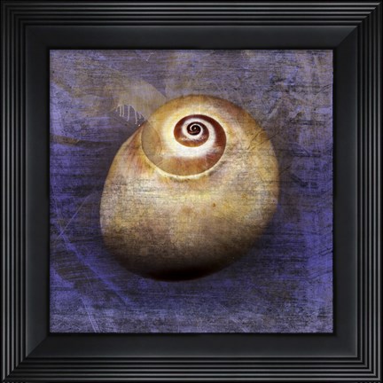 Framed Shark Eye 1 Print