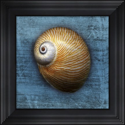 Framed Shark Eye 2 Print