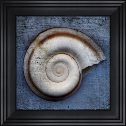Framed Snail Print