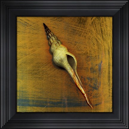 Framed Spiral Shell Print