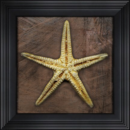 Framed Starfish Print