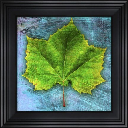 Framed Sycamore Print
