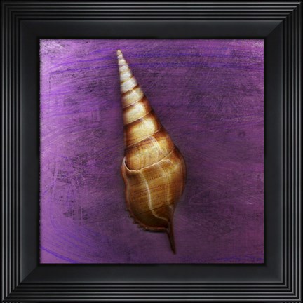 Framed Tibia Shell Print