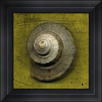 Framed Whelk Crown Print