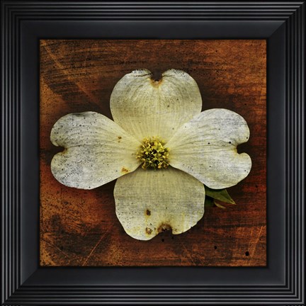 Framed White Dogwood Print