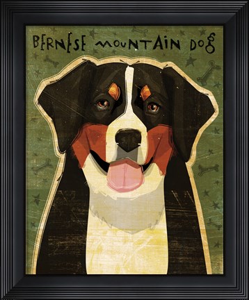 Framed Bernese Mountain Dog Print