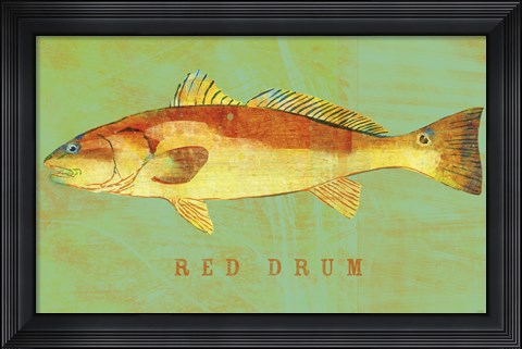 Framed Red Drum Print