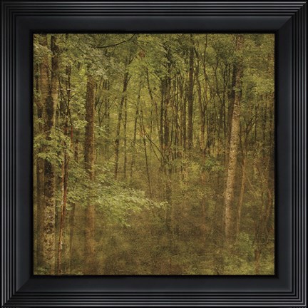 Framed Fog in Mountain Trees Print