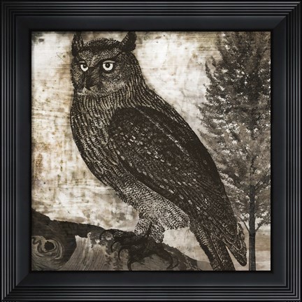 Framed Owl 2 Print
