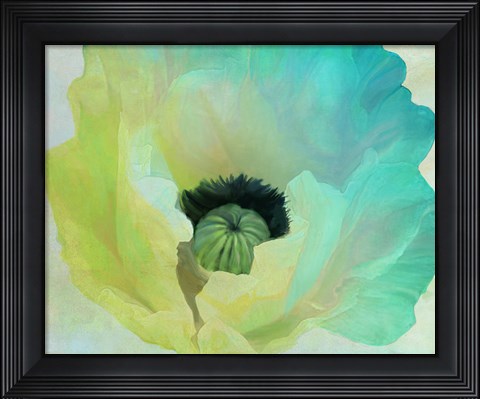 Framed Poppy Gradient I Print