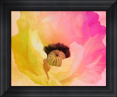 Framed Poppy Gradient II Print