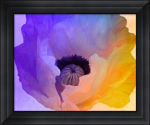 Framed Poppy Gradient III Print